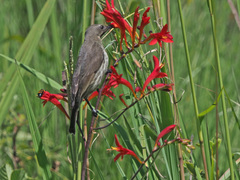 Crocosmia paniculata