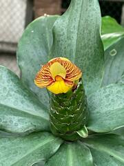 Costus pictus