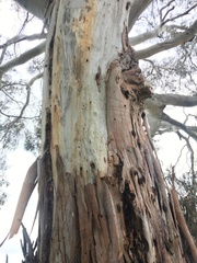 Eucalyptus viminalis