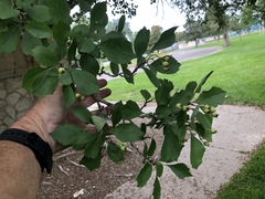 Crataegus douglasii