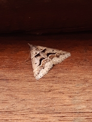 Dichromodes atrosignata