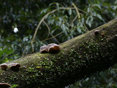 Auriculariales
