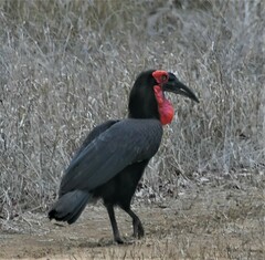 Bucorvus leadbeateri