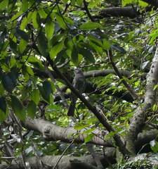 Hypsipetes amaurotis