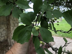 Crataegus douglasii