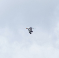 Larus argentatus mongolicus
