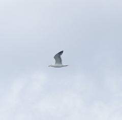 Larus argentatus mongolicus