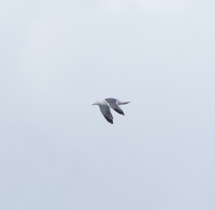 Larus argentatus mongolicus