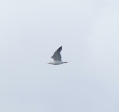 Larus argentatus mongolicus