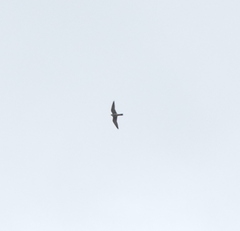 Falco amurensis