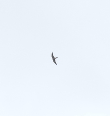 Falco amurensis