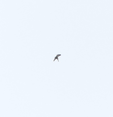 Falco amurensis
