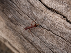 Myrmecia nigriscapa