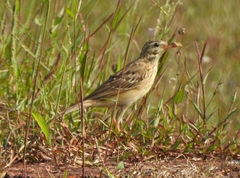 Anthus godlewskii