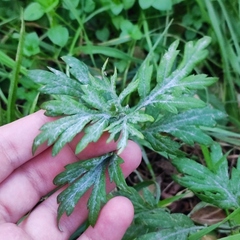 Artemisia verlotiorum