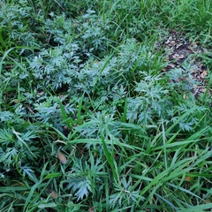 Artemisia verlotiorum