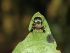 Harmochirus brachiatus