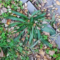 Plantago lanceolata