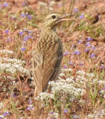 Anthus richardi