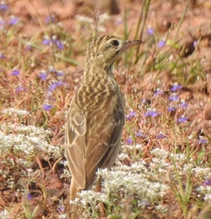 Anthus richardi