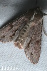 Ichneutica ustistriga