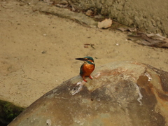 Alcedo atthis bengalensis