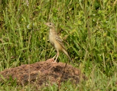 Anthus godlewskii