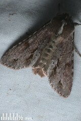 Ichneutica ustistriga