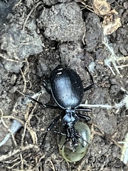 Scaphinotus interruptus