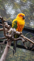 Aratinga solstitialis