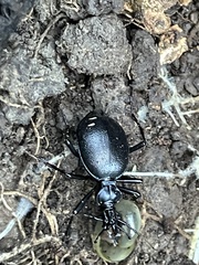 Scaphinotus interruptus