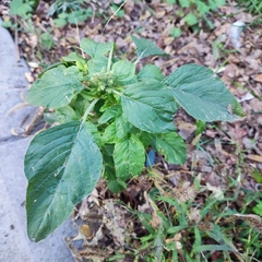 Amaranthus retroflexus