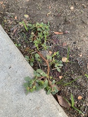 Portulaca