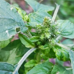 Amaranthus retroflexus