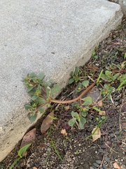 Portulaca