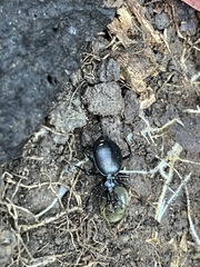 Scaphinotus interruptus