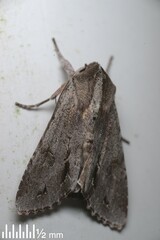 Ichneutica ustistriga
