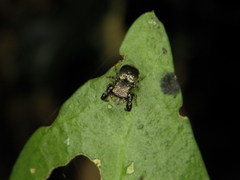 Harmochirus brachiatus
