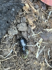 Scaphinotus interruptus