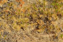 Pseudechis australis