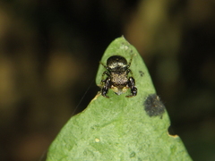 Harmochirus brachiatus