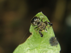 Harmochirus brachiatus