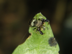 Harmochirus brachiatus