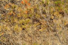 Pseudechis australis