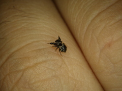 Harmochirus brachiatus
