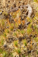 Pseudechis australis