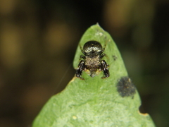 Harmochirus brachiatus