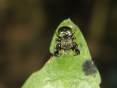 Harmochirus brachiatus