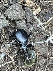 Scaphinotus interruptus