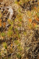 Pseudechis australis